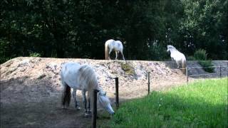 On The Right Track  Horses living in paddock paradise [upl. by Chaing]