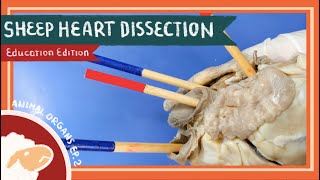 Heart Dissection  Love the LubDub EDU [upl. by Atil36]