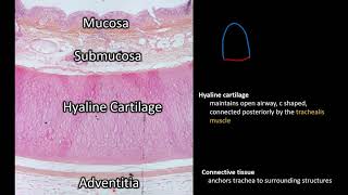 Histology  Trachea [upl. by Lebbie]