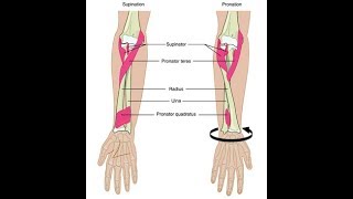 Wrist supination and pronation exercises [upl. by Rihaz]