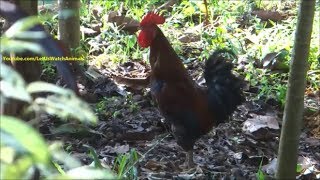 Rooster making alarm  warning sound to inform danger to other chickens [upl. by Abbey]