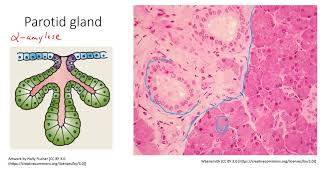 HSCI 4590 Histology salivary glands [upl. by Yleve]