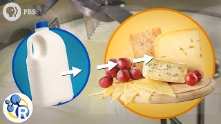 How Milk Becomes Cheese [upl. by Luemas]