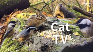 cat videos for cats to watch  Beautiful Birds and Squirrels in Canadian Forest [upl. by Anahsat]