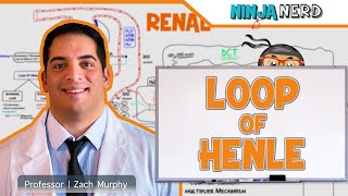 Renal  Loop of Henle [upl. by Kissie]