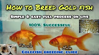 How to breed Gold fish  LIVE AQUARIUM [upl. by Okim]