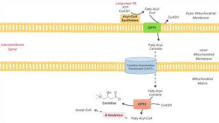 Carnitine Shuttle  Purpose and Mechanism [upl. by Lhadnek]