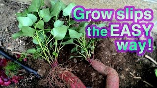 How to Grow Sweet Potato Successfully  Its Super EASY [upl. by Comethuauc]