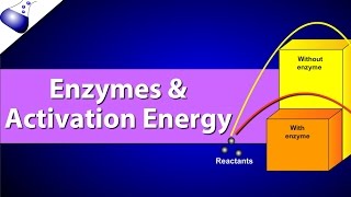 Enzymes and Activation Energy [upl. by Chip772]