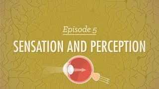 Sensation and Perception Crash Course Psychology 5 [upl. by Luttrell]