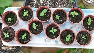 Growing Paulownia From Seed [upl. by Hsakiv996]