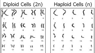 Haploid vs Diploid [upl. by Aivonas]