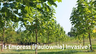 Is Empress Paulownia invasive [upl. by Asinla]