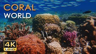 4K Coral World  Tropical Reef Fish  Relaxing Underwater Ocean Video amp Sounds  No Loop  Ultra HD [upl. by Arlin]