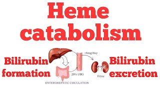 Heme catabolism  Bilirubin metabolism  Biochemistry [upl. by Groh79]