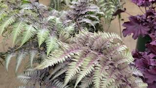 Athhyrium pictum Japanese Painted Fern  COLORFUL foliage for shade [upl. by Oremar]