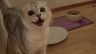 Scottish fold kitten meowing for food [upl. by Dranrev271]