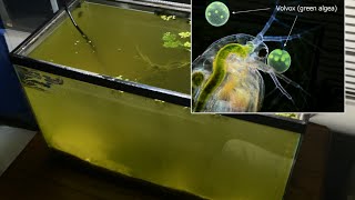 Raising Daphnia for the Freshwater Aquarium [upl. by Ahseenyt]