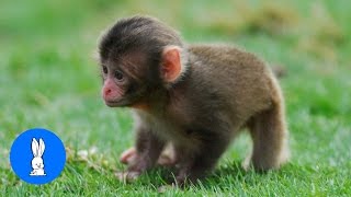 Monkey See Monkey Do Baby Edition  Cutest Compilation [upl. by Curran]