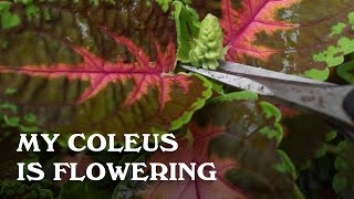 What happens when a Coleus flowers [upl. by Atinauj]