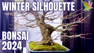 Winter Silhouette Bonsai Show 2024 [upl. by Pepin82]