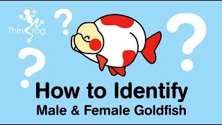 How to identify male and female Goldfish [upl. by Avla]