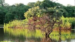 Pantanal [upl. by Junette]