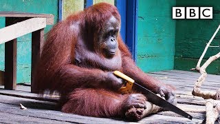 Orangutan saws a tree  Spy in the Wild  BBC [upl. by Coleville904]