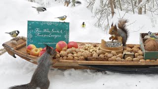 The Traveling Bird Feeder  Relax With Squirrels amp Birds  1 Hour [upl. by Aderf]