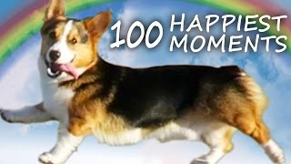 A Dogs Life CORGI PUPPYS 100 HAPPIEST MOMENTS [upl. by Sapphera]