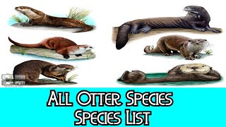 All Otter Species  Species List [upl. by Llewen]