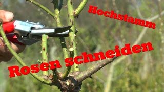 Rosen schneiden an einem Hochstamm [upl. by Francois]