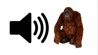 Orangutan  Sound Effect  ProSounds [upl. by Phaidra820]