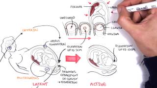 Obstetrics  Stages of Labour [upl. by Gytle921]