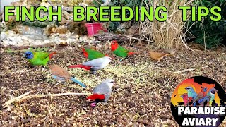 How To Breed Finches [upl. by Amleht]