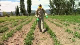 Pesticidewise spot spraying herbicides [upl. by Rosenthal]