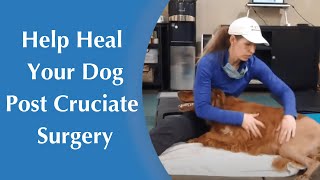 How to Help Your Dog Heal After Cruciate Surgery  Increasing Range of Motion [upl. by Halika]