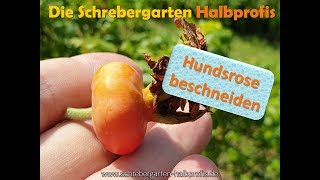 Hundsrose Heckenrose Hagerose  beschneiden [upl. by Idnerb]