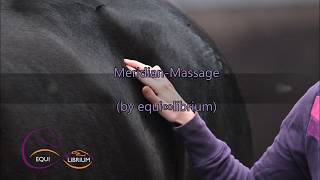 MeridianMassage für Pferde [upl. by Hauhsoj]