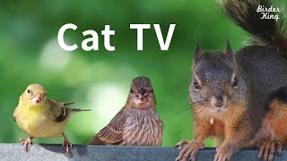 Cat TV 2020 8 Hours  Birds for Cats to Watch Relax Your Pets Beautiful Birds Squirrels [upl. by Jillie]