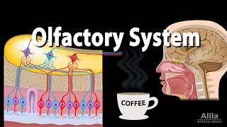 Olfactory System Anatomy and Physiology Pathways Animation [upl. by Enovaj]