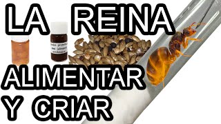 COMO CRIAR A LA REINA 👑 TUTORIAL  Que Come y Cuando Alimentar Para Que La Hormiga Ponga Huevos [upl. by Karlen]