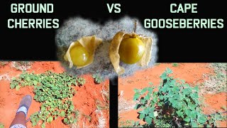 Identifying Plant Types  Cape Gooseberry Vs Ground Cherry [upl. by Hecht]