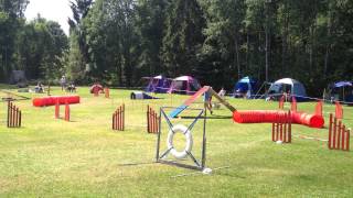 Mittelspitz agility [upl. by Barthold340]