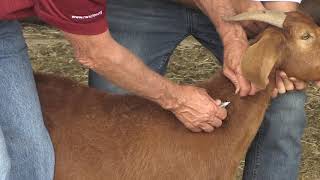 Bruce Carpenter  Sheep amp Goat  Injection Site [upl. by Linette]