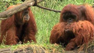 Zoo View Sumatran OrangutanCincinnati Zoo [upl. by Suolkcin]