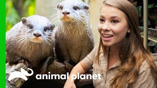 Two quotOtterly Adorablequot Asian Otters Put On A Show At Australia Zoo  Crikey Its the Irwins [upl. by Raybourne]