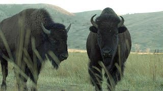 Bison  Farm To Fork Wyoming [upl. by Kissel466]