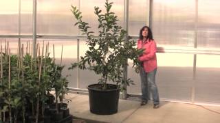 Four Winds Growers presents quotPruning Your Citrusquot [upl. by Amaleta380]