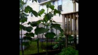 18 month old royal empress paulownia tree how to grow [upl. by Nnyltiac]